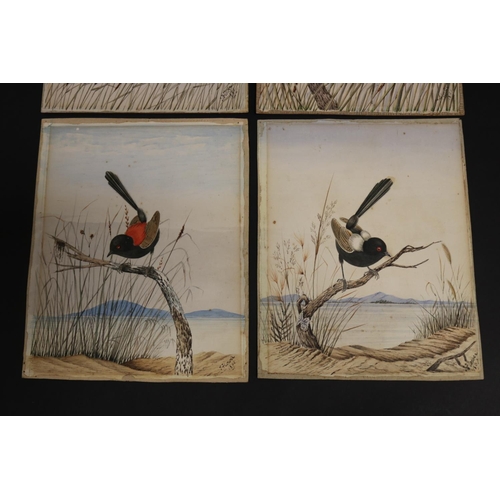 817 - Set of four Tom Flower (Australian) unframed watercolours of birds to include Shot Snipe, black, red... 