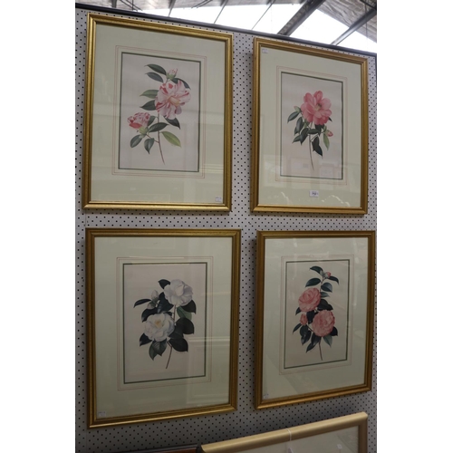 712 - Portfolio of Paul Jones coloured prints of Camellias. Framed along with the portfolio folder, each p... 