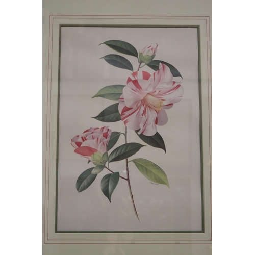 712 - Portfolio of Paul Jones coloured prints of Camellias. Framed along with the portfolio folder, each p... 