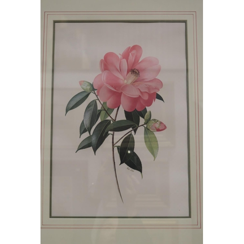 712 - Portfolio of Paul Jones coloured prints of Camellias. Framed along with the portfolio folder, each p... 