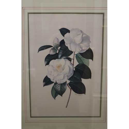 712 - Portfolio of Paul Jones coloured prints of Camellias. Framed along with the portfolio folder, each p... 