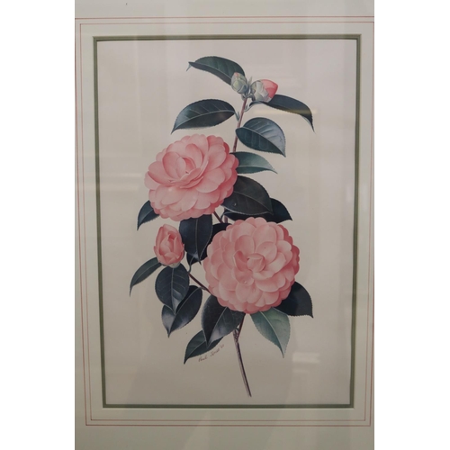 712 - Portfolio of Paul Jones coloured prints of Camellias. Framed along with the portfolio folder, each p... 