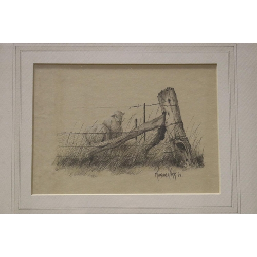 720 - Margaret Carr (Working c1988) Australia, pencil and highlight, sheep at a corner post, signed and da... 