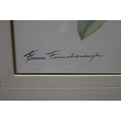 767 - Fiona Farmsbrough, still life Irises, watercolour, signed lower left, approx 50cm x 70cm