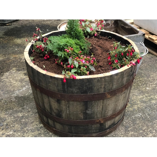 856 - Large half barrel planter with plants