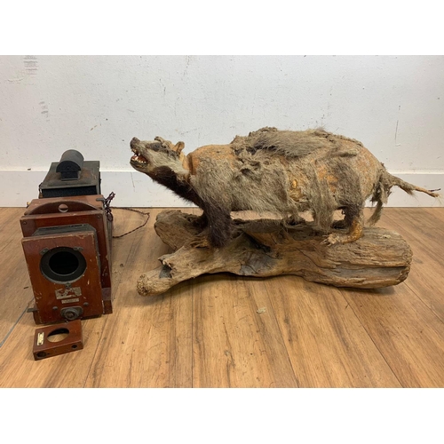 82 - Early 20th century camera and a taxidermy badger with 2 fenders