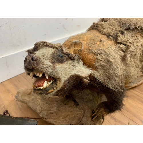 82 - Early 20th century camera and a taxidermy badger with 2 fenders