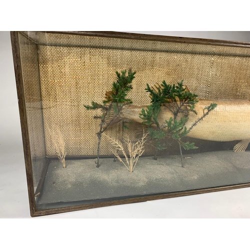 239A - Large taxidermy pike in case, 103x37cm