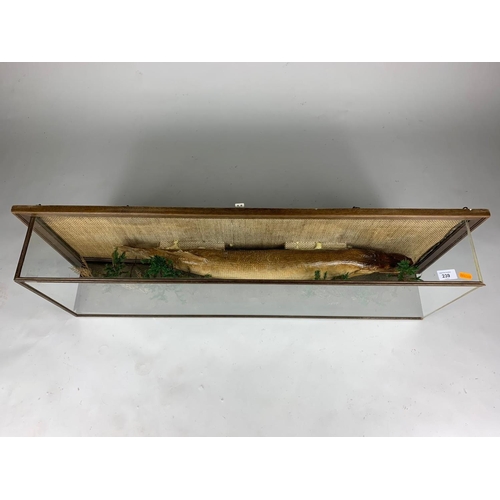 239A - Large taxidermy pike in case, 103x37cm