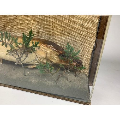 239A - Large taxidermy pike in case, 103x37cm