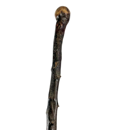 100 - 2 Antler handled thumb sticks and a Black Thorn walking stick. 120cm