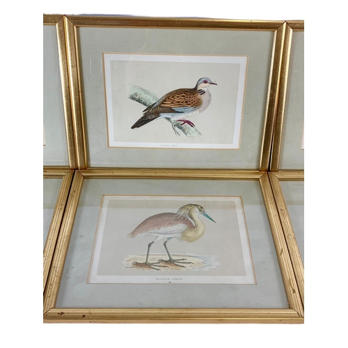 112 - Set of 6 vintage gilt framed etchings of birds. 29/22.5cm