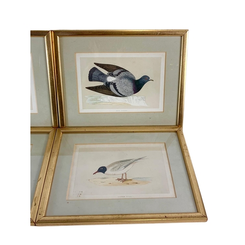 112 - Set of 6 vintage gilt framed etchings of birds. 29/22.5cm