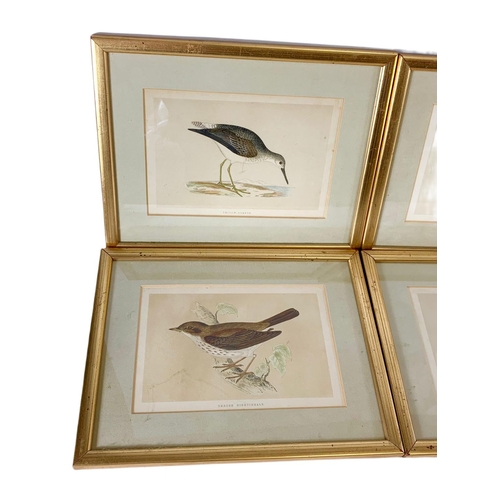 112 - Set of 6 vintage gilt framed etchings of birds. 29/22.5cm