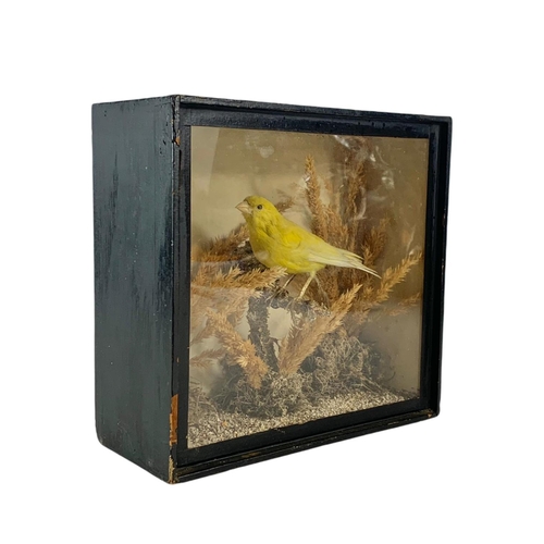 186 - Late 19th century taxidermy bird in case. 21/9.5/20cm