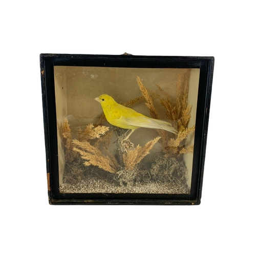 186 - Late 19th century taxidermy bird in case. 21/9.5/20cm