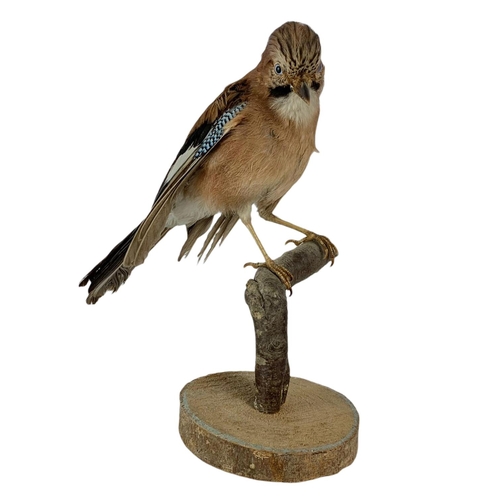 248 - Vintage Taxidermy Eurasian jay. 30cm