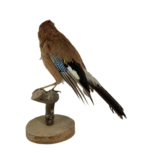 248 - Vintage Taxidermy Eurasian jay. 30cm