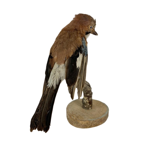 248 - Vintage Taxidermy Eurasian jay. 30cm