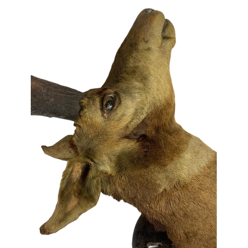 267 - Large vintage taxidermy head. 87cm