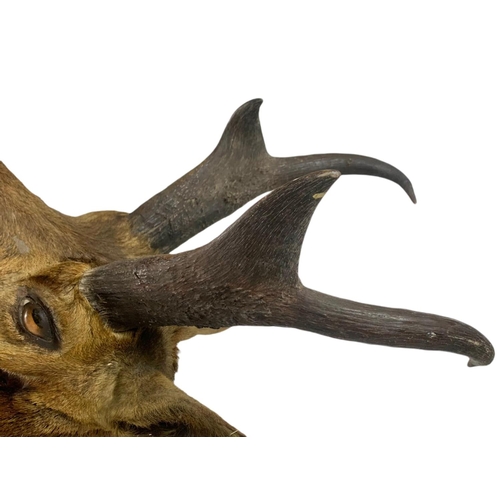 267 - Large vintage taxidermy head. 87cm