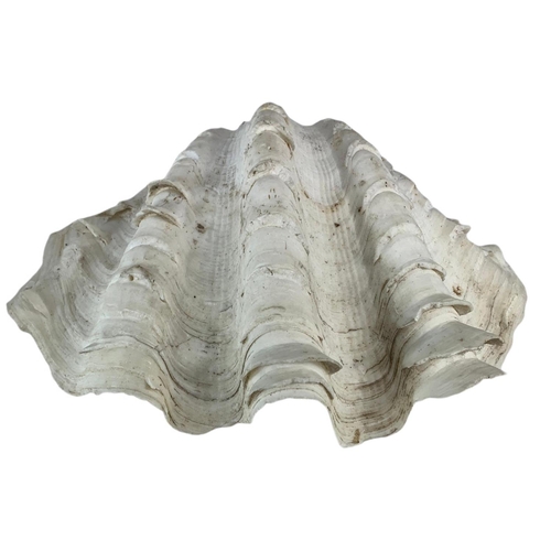 414 - 2 large sea shells. 28cm