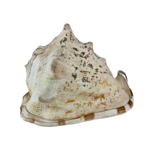 414 - 2 large sea shells. 28cm