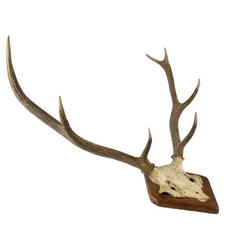 69 - Large vintage mounted antlers. 66/77cm