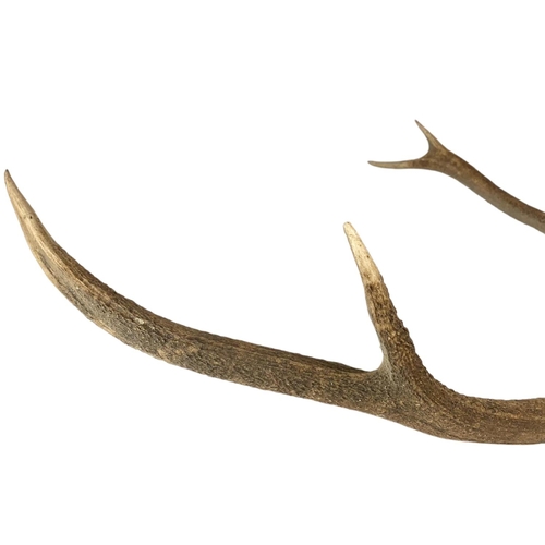 69 - Large vintage mounted antlers. 66/77cm