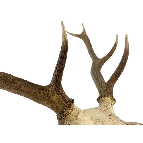 69 - Large vintage mounted antlers. 66/77cm