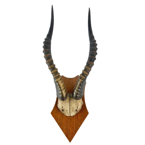 70 - Vintage mounted horns. 21/51cm