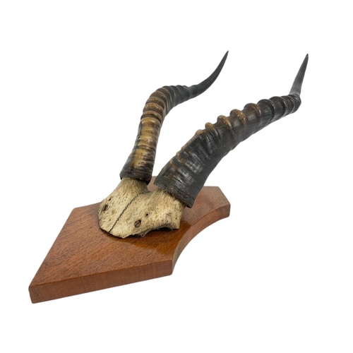 70 - Vintage mounted horns. 21/51cm