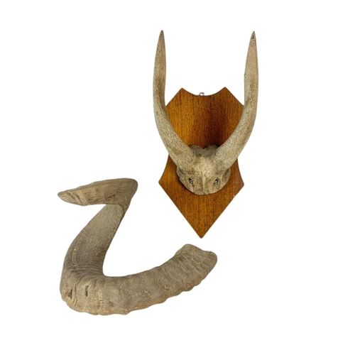 71 - Vintage mounted antlers and a rams horn. 15/33cm.