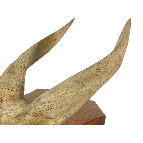 71 - Vintage mounted antlers and a rams horn. 15/33cm.