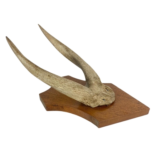 71 - Vintage mounted antlers and a rams horn. 15/33cm.