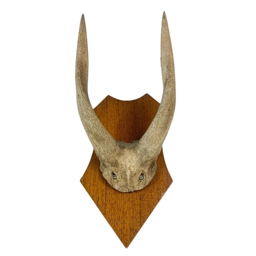 71 - Vintage mounted antlers and a rams horn. 15/33cm.