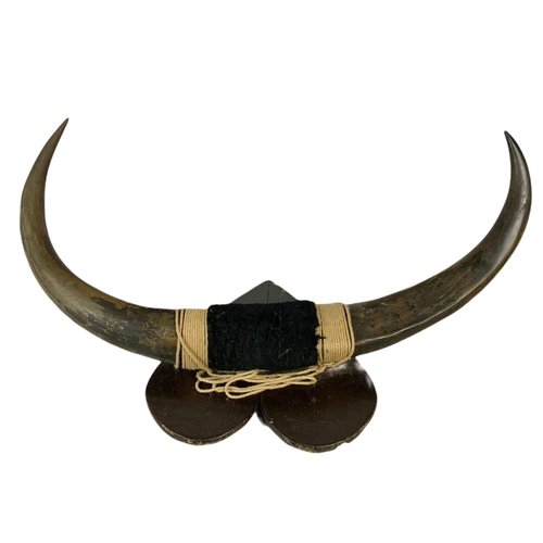 241 - Very large wall mounted horns. 136/66cm