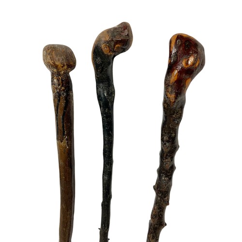 560 - 2 black thorn walking sticks and 1 other