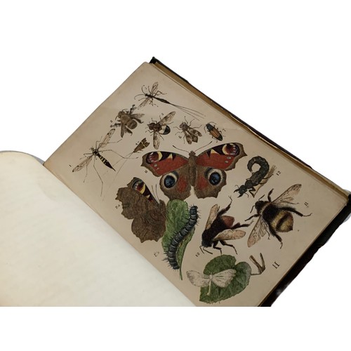 633 - 19th century Common Objects of The Country book. Book on British wildlife with coloured and black an... 