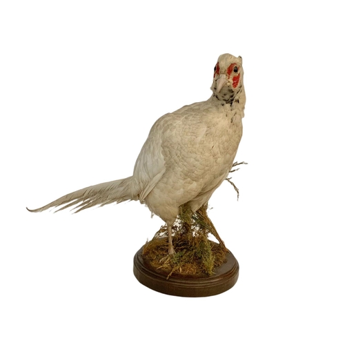 381 - Taxidermy white pheasant. 75 x 42cm