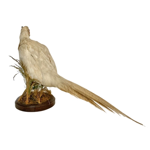 381 - Taxidermy white pheasant. 75 x 42cm