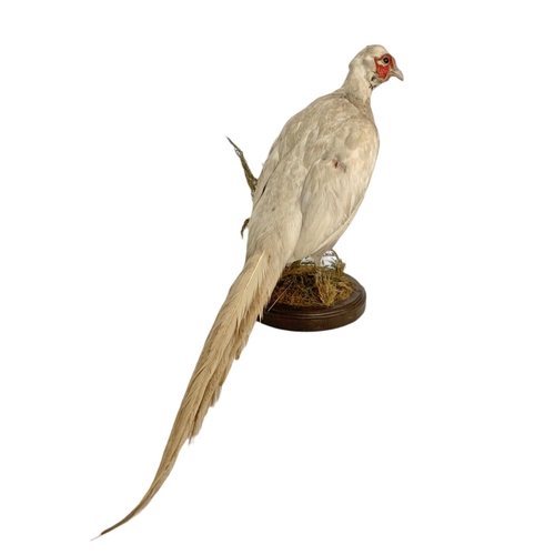 381 - Taxidermy white pheasant. 75 x 42cm