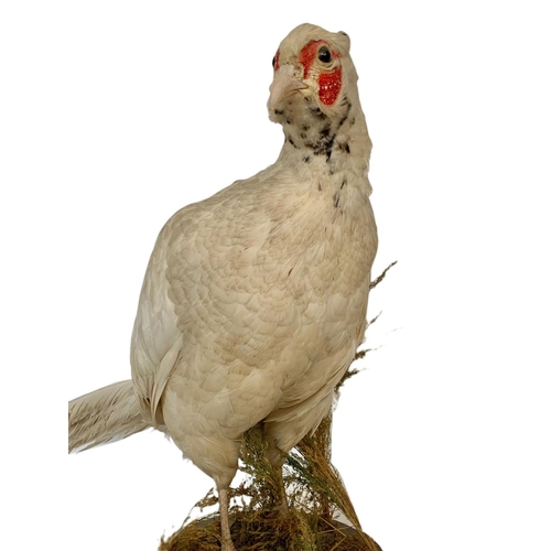 381 - Taxidermy white pheasant. 75 x 42cm