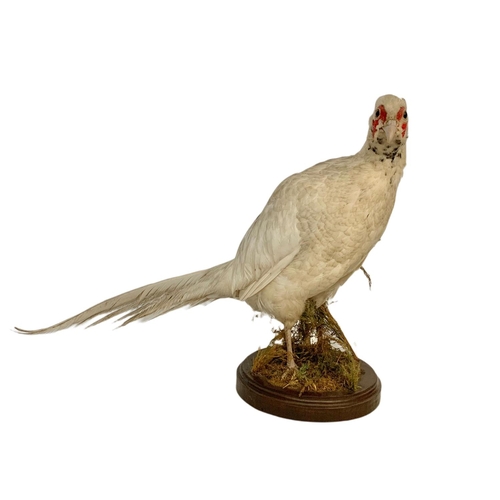 381 - Taxidermy white pheasant. 75 x 42cm