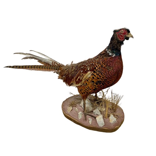 381a - Vintage taxidermy pheasant. 66cm