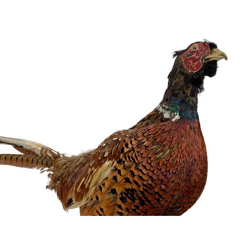 381a - Vintage taxidermy pheasant. 66cm