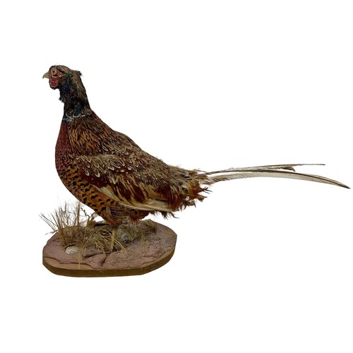 381a - Vintage taxidermy pheasant. 66cm