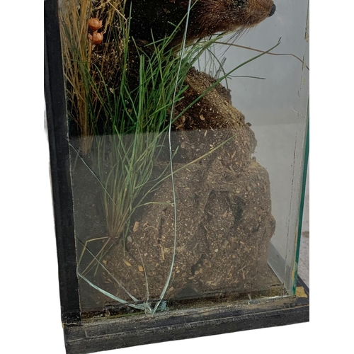 190 - Vintage taxidermy mink in glass display case. 46 x 15 x 39cm