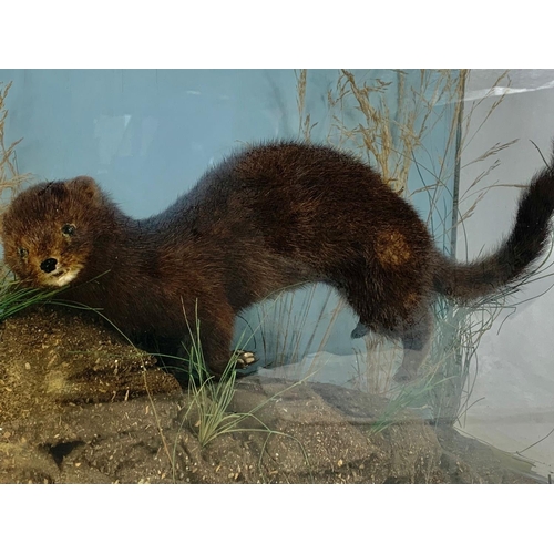 190 - Vintage taxidermy mink in glass display case. 46 x 15 x 39cm