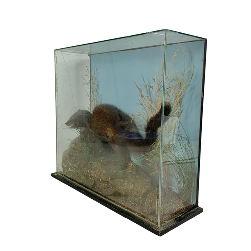 190 - Vintage taxidermy mink in glass display case. 46 x 15 x 39cm